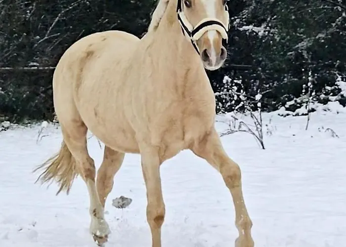 Gut Moschenhof 3* 뒤셀도르프