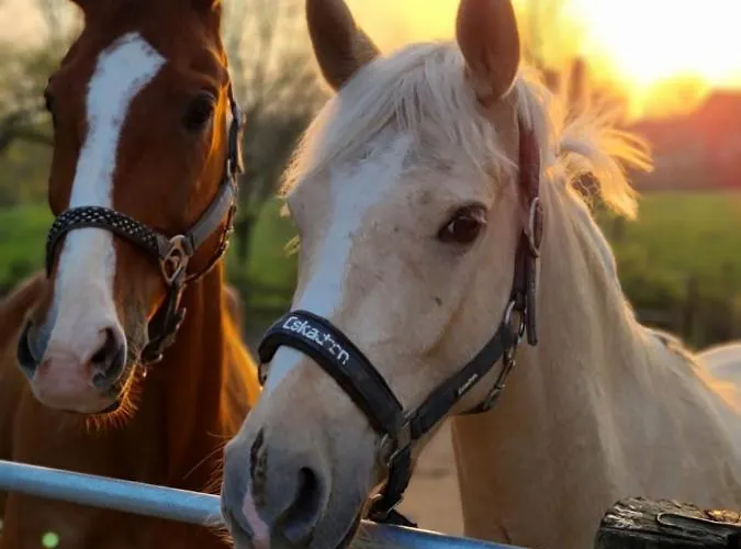 Gut Moschenhof Hotell