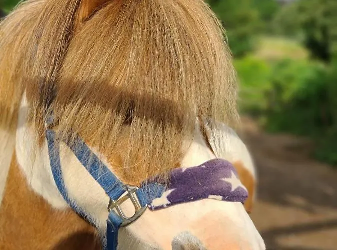 古特莫斯科恩霍夫酒店 3* 杜塞尔多夫